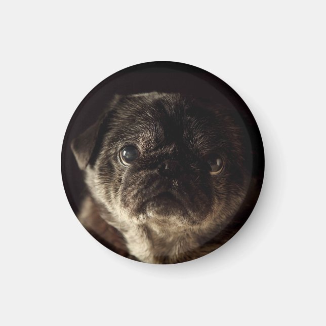 Íman Chube o preto de Wampug no ímã preto (Frente)