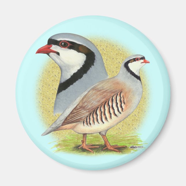 Íman Chukar Partridge Combo (Frente)