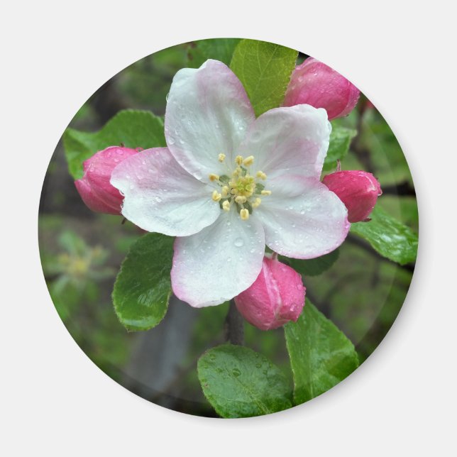 Íman Chuva cai em flor pequena (Frente)