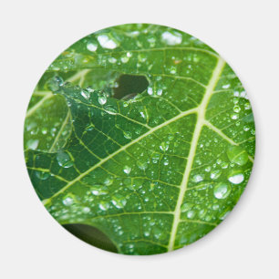 Íman Chuva cai sobre folha de Papaya Verde Tropical