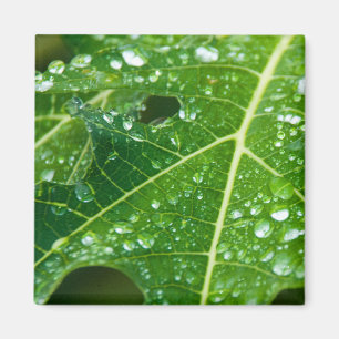 Íman Chuva cai sobre folha de Papaya Verde Tropical