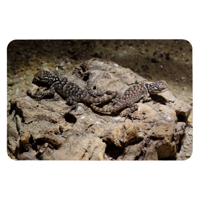 Íman Cianogenys celoporus (Horizontal)