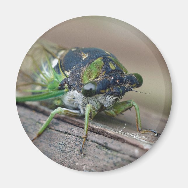 Íman Cicada (Frente)