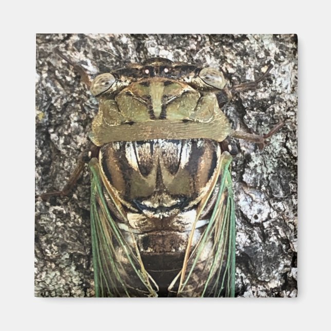 Íman Cicada (Frente)