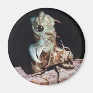 Íman Cicada Emergente da Shell