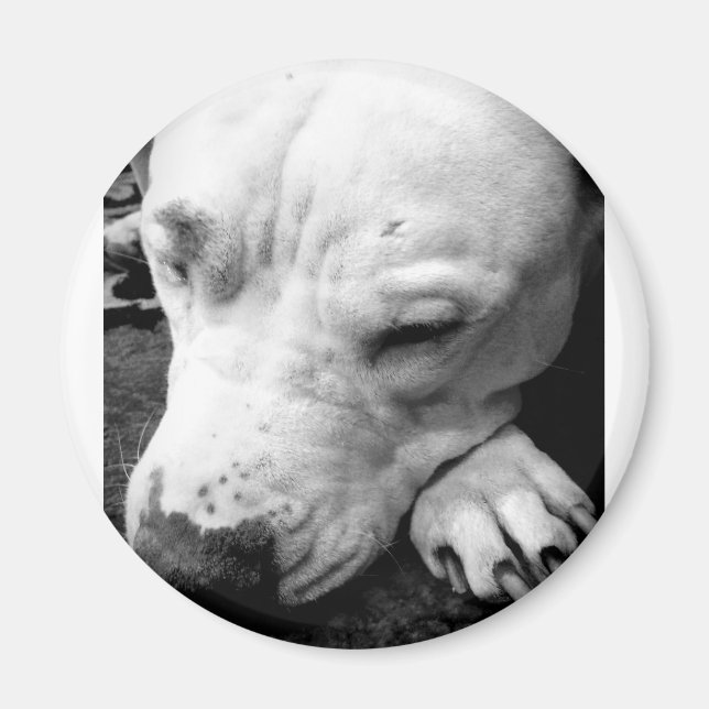 Íman cicatriz do harry potter cachorro pit bull branco (Frente)