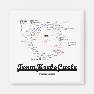 Íman Ciclo de grupo Krebs (Ciclo do ácido cítrico - T