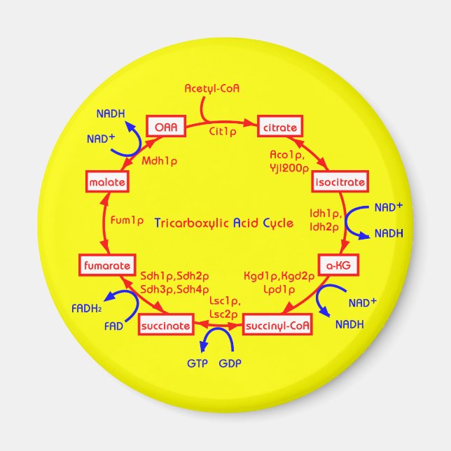 Íman ciclo do ácido tricarboxílico (Frente)