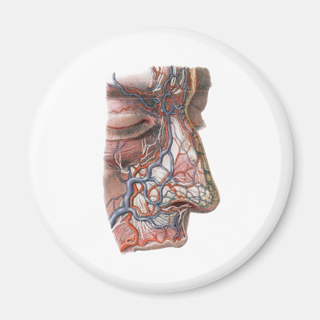 Íman Ciência Antiga Anatomia Humana, Rosto com Nariz (Frente)
