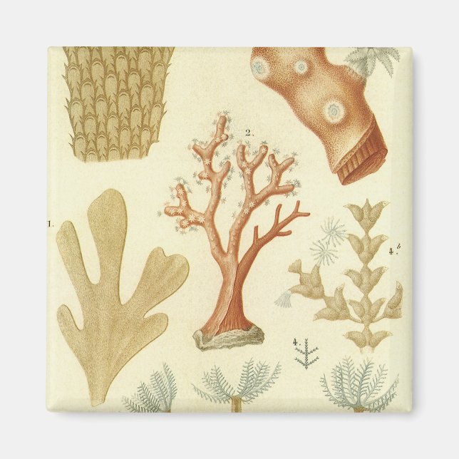 Íman Ciência — Biologia Do Livro De Têxteis — Animais D (Frente)