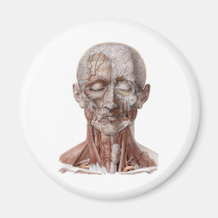 Íman Ciência de Anatomia Humana Antiga, Cabeça Garganta