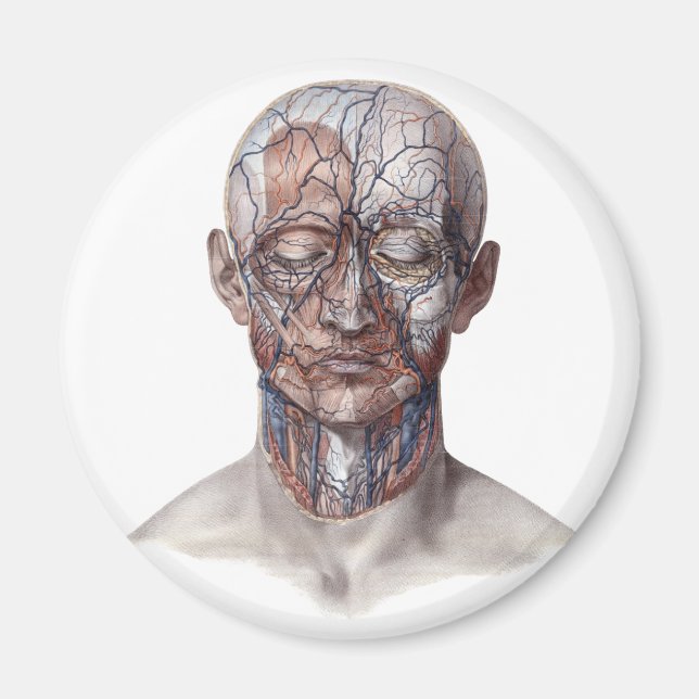Íman Ciência de Anatomia Humana Vintage, Cabeça Gargant (Frente)