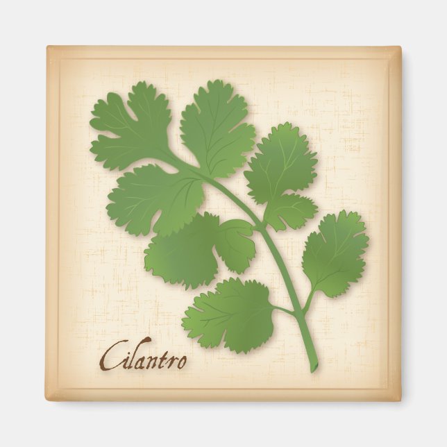 Íman Cilantro Herb (Frente)