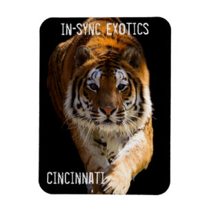 Íman Cincinnati Tiger -