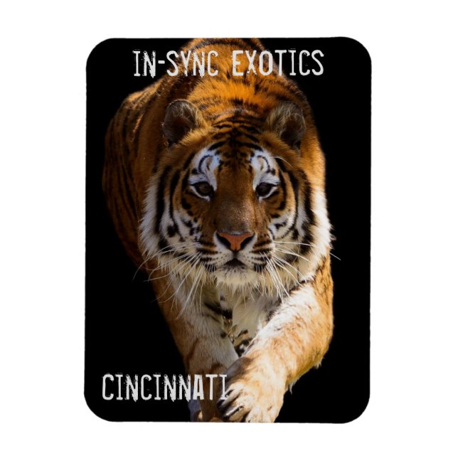 Íman Cincinnati Tiger - (Vertical)