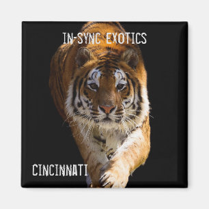 Íman Cincinnati Tiger -