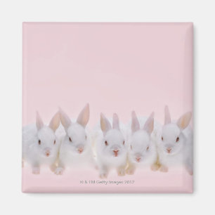 Íman Cinco coelhos 2