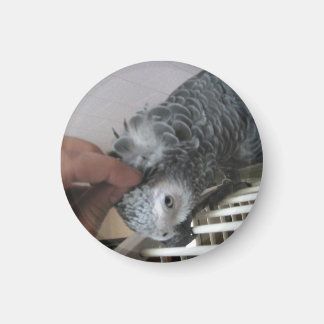 Íman Cinza africana, Papagaio, arranhado na cabeça