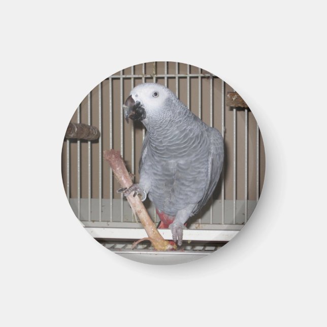 Íman Cinza africana Papagaio comendo osso de galinha (Frente)