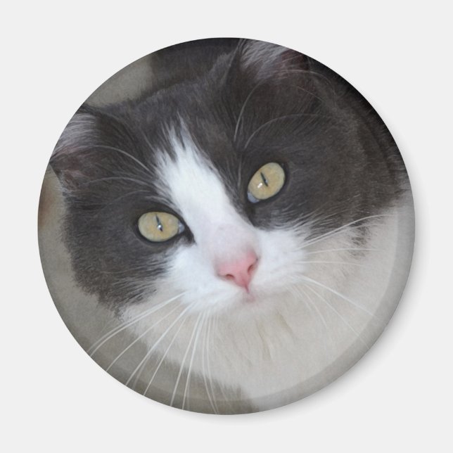 Íman cinza bonito e gato branco (Frente)