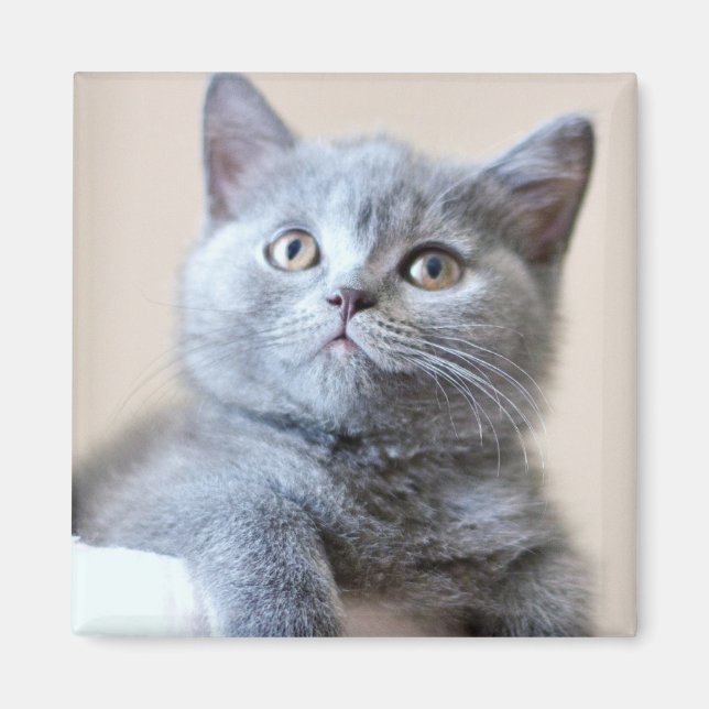 Íman Cinza British Shorthair Cat (Frente)