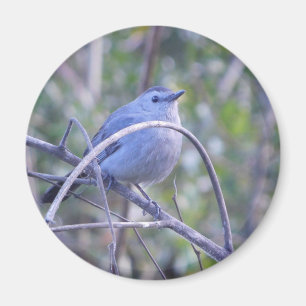 Íman Cinza Catbird Safety Harbor Bird Lovers