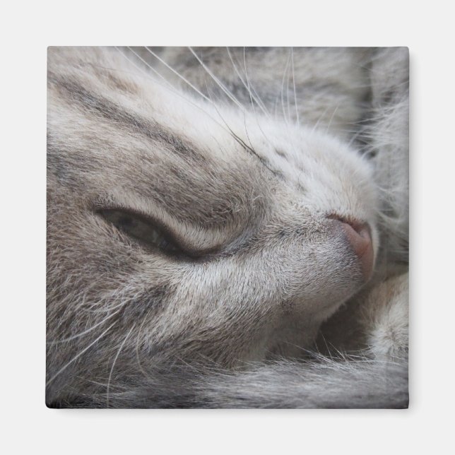 Íman Cinza Gato (Frente)