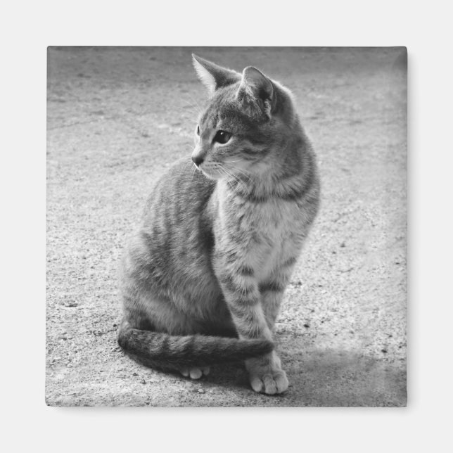 Íman Cinza Gato (Frente)