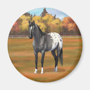 Íman Cinza Grulla Appaloosa Quarter Horse Stallion