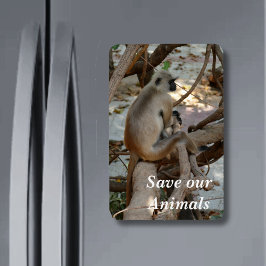 Íman Cinza Langur - Descanse