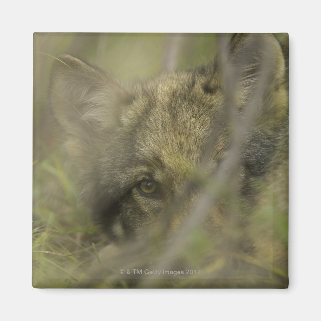 Íman Cinza lobo (Canis lupus), sozinho, escondido em (Frente)