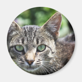 Íman Cinza Stripe Cat com olhos verdes