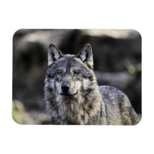 Íman Cinza Wolf