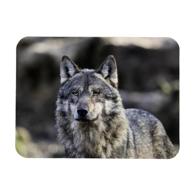Íman Cinza Wolf (Horizontal)