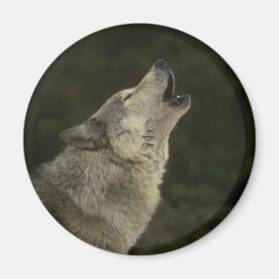 Íman Cinza Wolf