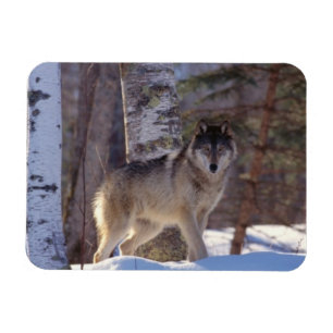 Íman Cinza Wolf Magnet