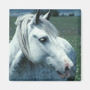 Íman Cinzas aplainadas em Pastas Flores