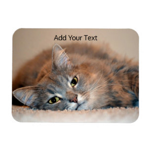 Íman Cinzas, Tan, gato de cabelos compridos branco por