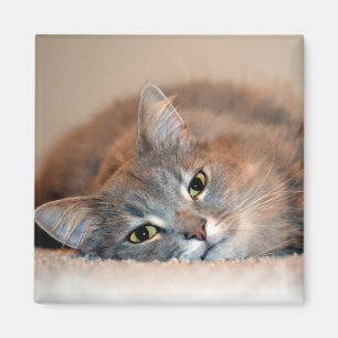 Íman Cinzas, Tan, gato de cabelos compridos branco por