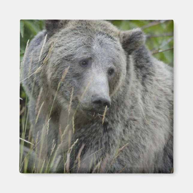 Íman Cinzela_Urso_Fotografia_Art (Frente)