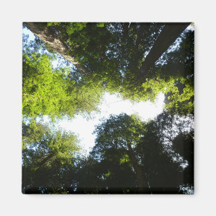 Íman Círculo de Árvores Redwood no Parque Nacional Redw