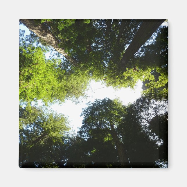 Íman Círculo de Árvores Redwood no Parque Nacional Redw (Frente)