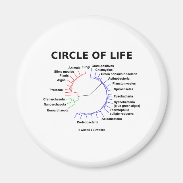 Íman Círculo De Vida (Árvore Filogenética Circular) (Frente)