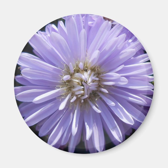 Íman Cireno (Frente)