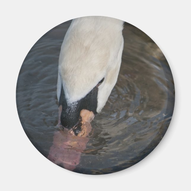 Íman Cisne (Frente)