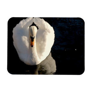 Íman Cisne