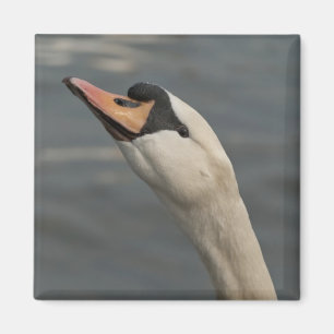 Íman Cisne
