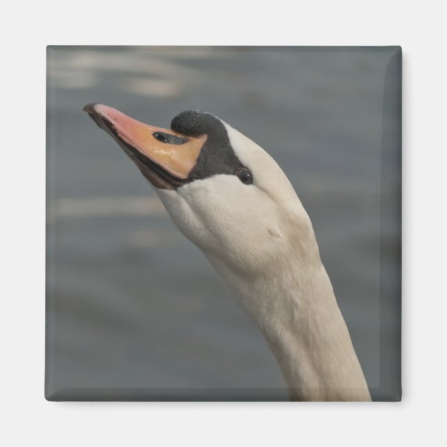 Íman Cisne (Frente)
