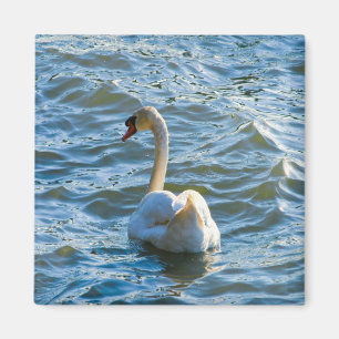 Íman Cisne