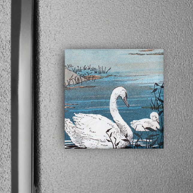 Íman Cisne Branco Elegante Com Bebê (elegant white swan swimming in blue lake with baby swan on square magnet.)